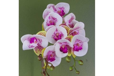 48cm Harlequin Orchid, Pink Gold Decor
