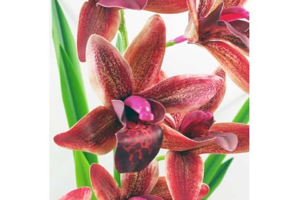 50cm Dark Pink Orchid, Artificial Decor