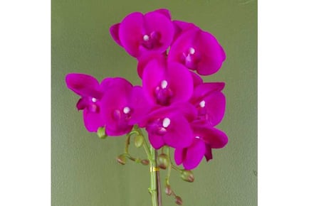 50cm Phalaenopsis Orchid