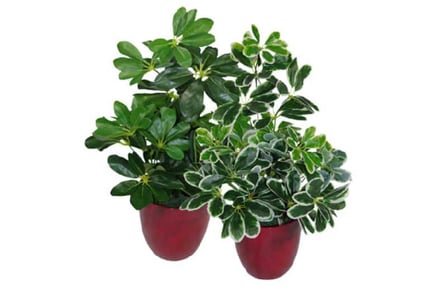 55cm Artificial Evergreen Ficus Tree