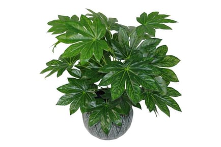 60cm Artificial Japanese Aralia Plant