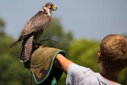 Half Day Falconry Experience for One, Two or Four People