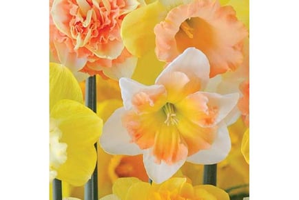 up to 50 Daffodil Citrus Sorbet Bulbs