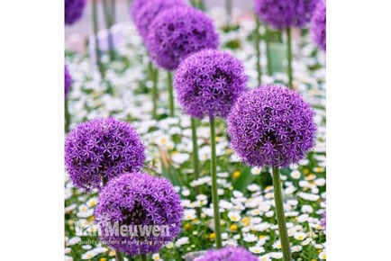 up to 30 Allium Purple Sensation Bulbs