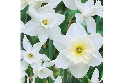 up to 40 Daffodil White Diamonds Bulbs