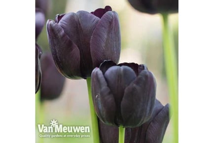 up to 64 Tulip Black Satin Bulbs