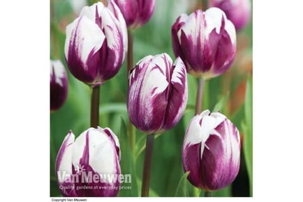 up to 32 Tulip 'Blueberry Ripple' Bulbs