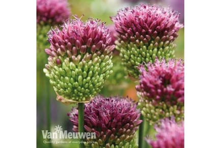 up to 100 Allium sphaerocephalon Bulbs