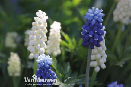 30 Muscari Blue & White Bulbs!