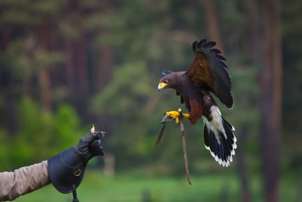 Owl Or Falconry Experience For 1 or 2 - Hawk On The Wild Side