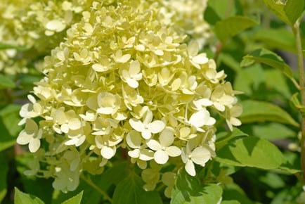 up to 3 Hydrangea 'Limelight' Plants