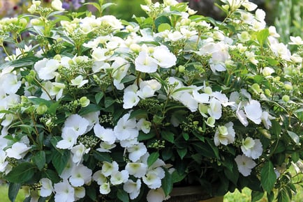 1 or 2 Hydrangea 'Runaway Bride' Plants