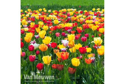 up to 100 Tulip Triumph Mixed Bulbs