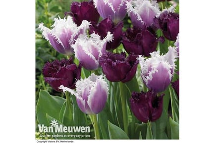 up to 64 Tulip Black Cherry Frost Bulbs