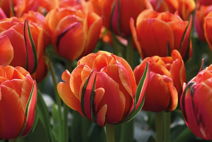 Tulip Bulbs - 'Royal Palace Doubles' Collection - 30 Pack!