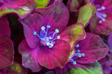 up to 4 Hydrangea Glam Rock Plants