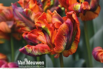 up to 20 Tulip 'Rasta Parrot' Bulbs