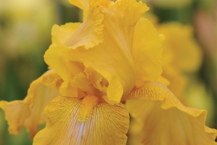 Iris Re-Blooming Collection - 5 or 10 Rhizomes!