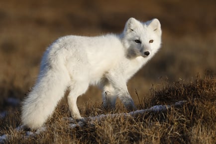 Adopt an Arctic Fox Package - 3 Package Levels