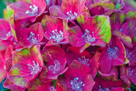 Hydrangea Macrophylla Glam Rock Plant - 3 Options