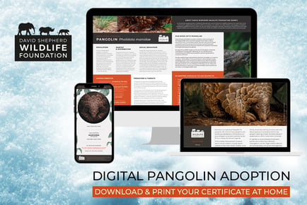 Pangolin Adoption - Digital Pack - Support Conservation - David Shepherd Wildlife Foundation