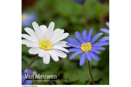 Up to 200 Anemone Blanda Mixed Bulbs in 3 Options