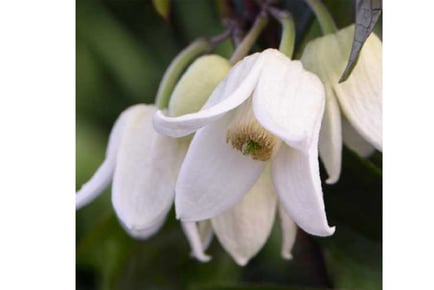 Clematis Winter Beauty Plants in 3 Pot Options