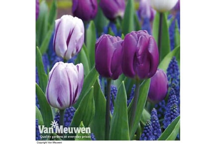 Up to 40 Spring Flowering Bulbs with 2 Options