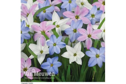 Ipheion Mix Bulbs in 3 Sizes