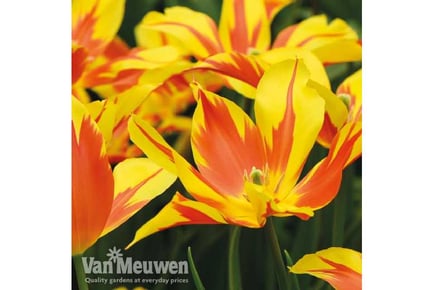 Tulip Fire Wings Bulbs in 16 or 32 Bulb Options