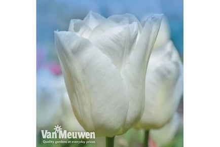 Tulip Single Early White Prince