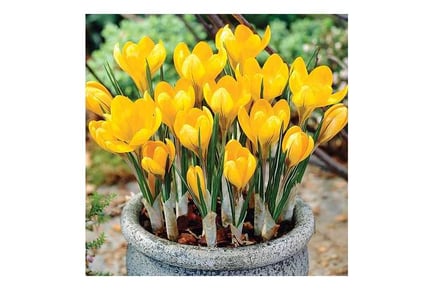 Up to 80 Crocus Yellow Mammoth Bulbs with 3 Options