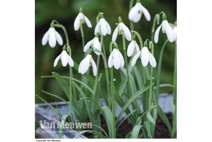 Up to 100 Giant Snowdrop Bulbs in 3 Options