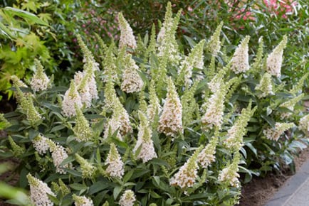 Buddleia Butterfly Candy Plants in 4 Colours