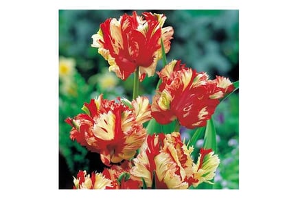 Up to 32 Tulip Flaming Parrot Bulbs