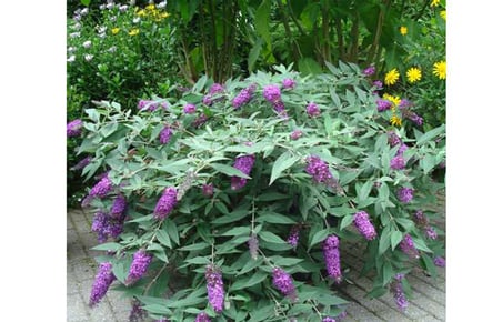 1 or 3 Buddleja Dreaming Purple Plants