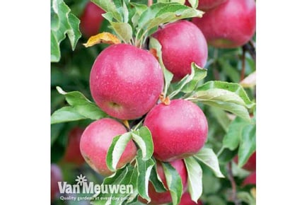 Apple Discovery Patio Fruit Tree with 4L Pot