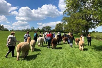 Alpaca Walking Experience - 90-Minutes - Birmingham