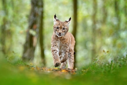 Adopt a Lynx Package - 3 Package Levels