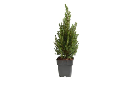 Potted Christmas Tree - Picea Perfecta