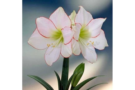 Amaryllis Collection - 4 Bulbs