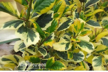 1 Holly Golden King Potted Plant