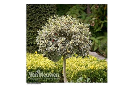 1 or 2 Holly Marginata Standard Trees