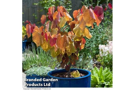 1 Cercis 'Eternal Flame' Tree