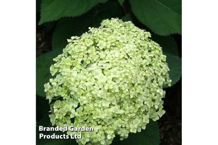 1 Hydrangea arborescens 'Lime Rickey'