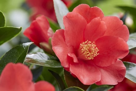 Camellia 1001 Summer Nights Jasmine