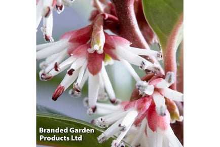 1 or 3 Sarcocca Plant - Winter Gem