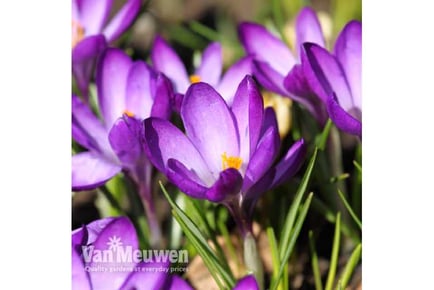 50 Spring Flowering Bulb Bonanza