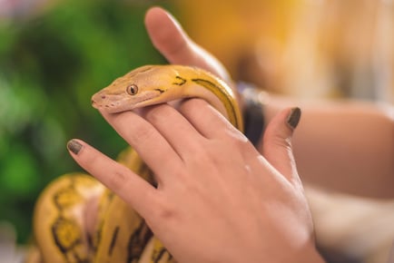 60 Min - Snake Handling - Holmes Chapel Zoo, Cheshire