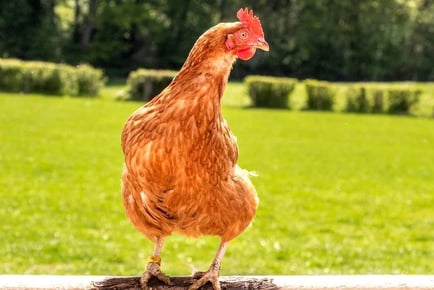 Adopt A Hen - Digital or Physical Package